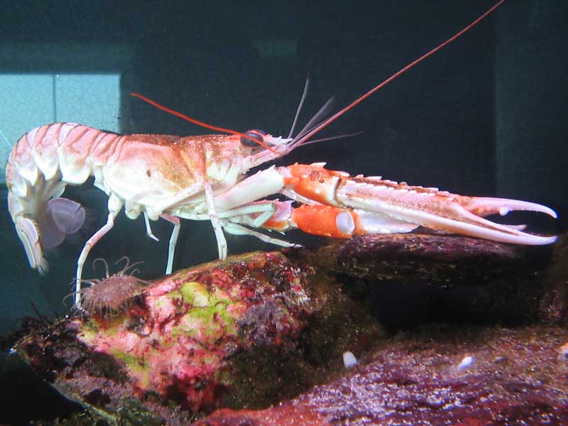 Nephrops norvegicus in an aquarium with its claws extended.