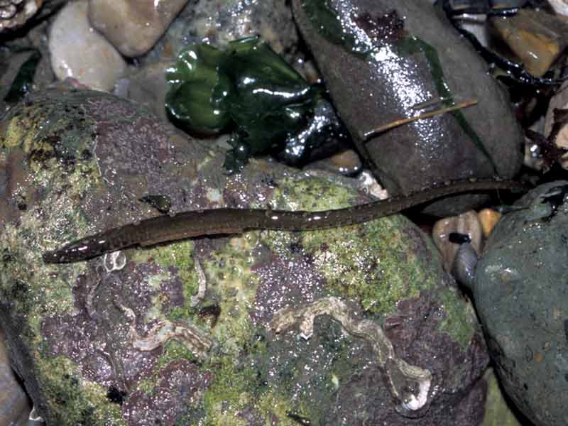 Modal: Male worm pipefish <i>Nerophis lumbriciformis</i> with eggs.