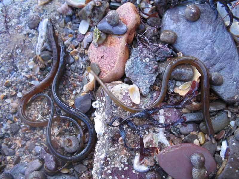 Modal: Three <i>Nerophis lumbriciformis</i> individuals on a rocky shore.