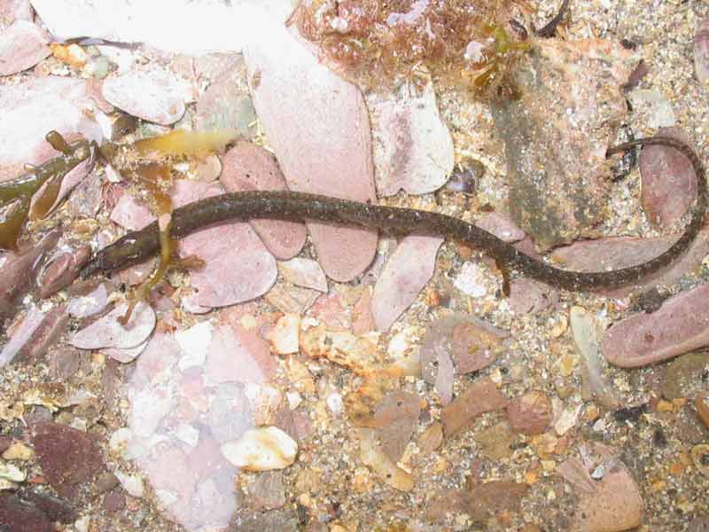 Modal: <i>Nerophis lumbriciformis</i> in shallow water.