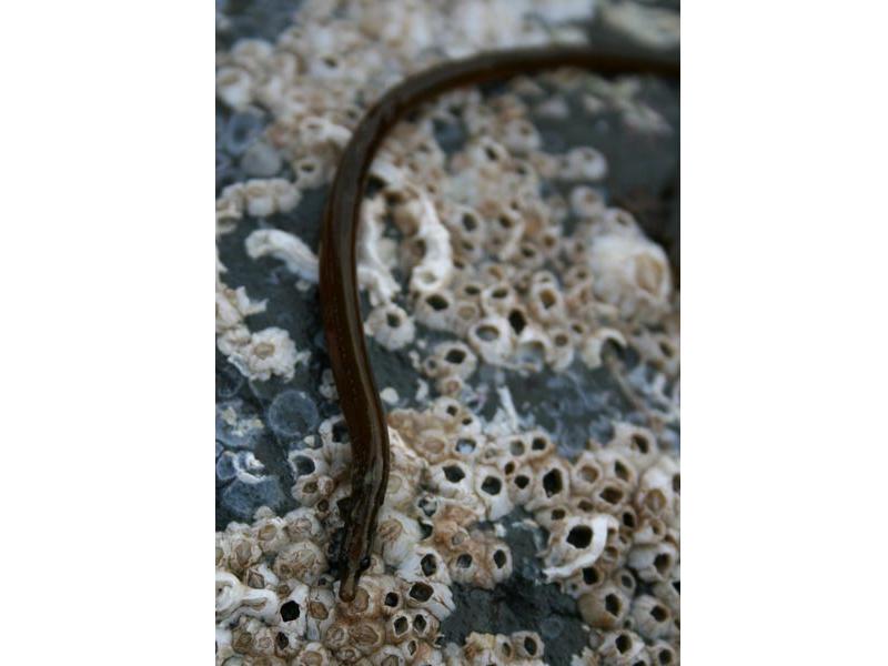 [nerlum8]: <i>Nerophis lumbriciformis</i> on a barnacle covered rock.