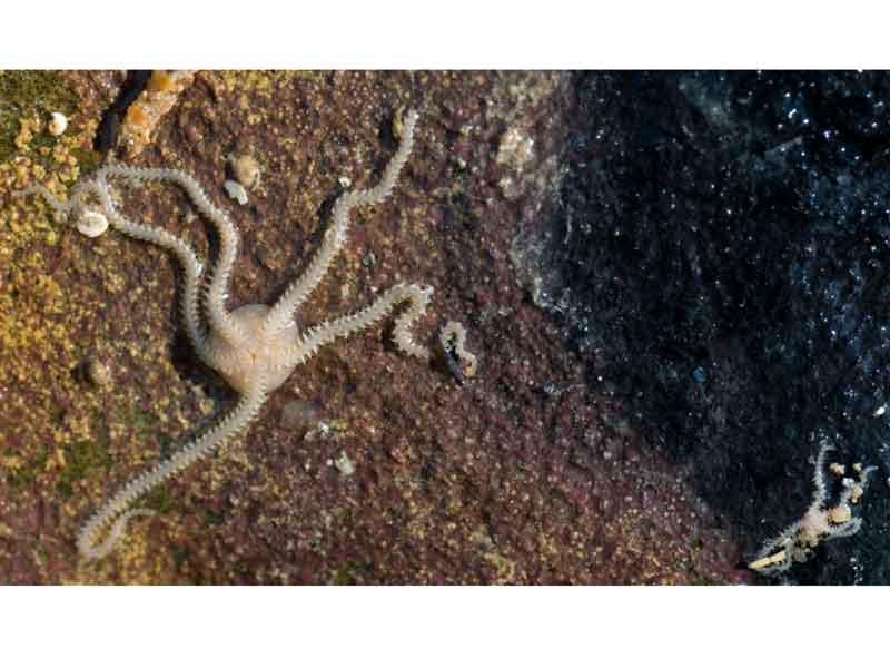 Oral sides of one large and one small brittlestar.