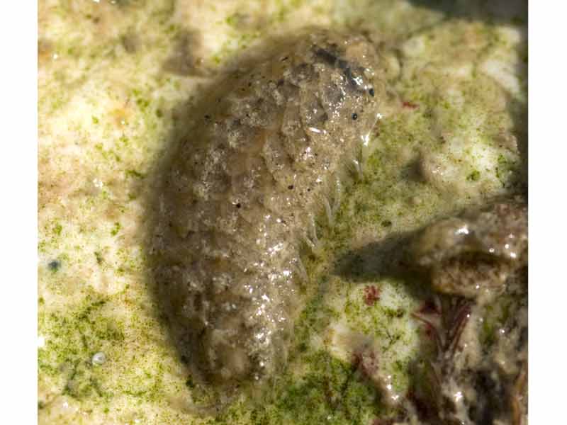 [nsawyer20090705_2]: <i>Malmgrenia lunulata</i> found intertidally under a stone on a beach.