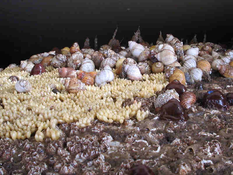 Image: Group of Nucella lapillus and eggs on an overhang (the photograph is upside-down to aid identification).