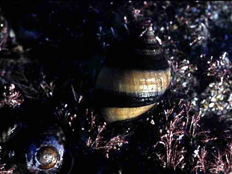 Image: Nucella lapillus with black and white stripes.