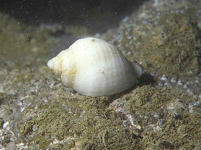 Modal: Dogwhelk on rock.  Photo taken underwater.