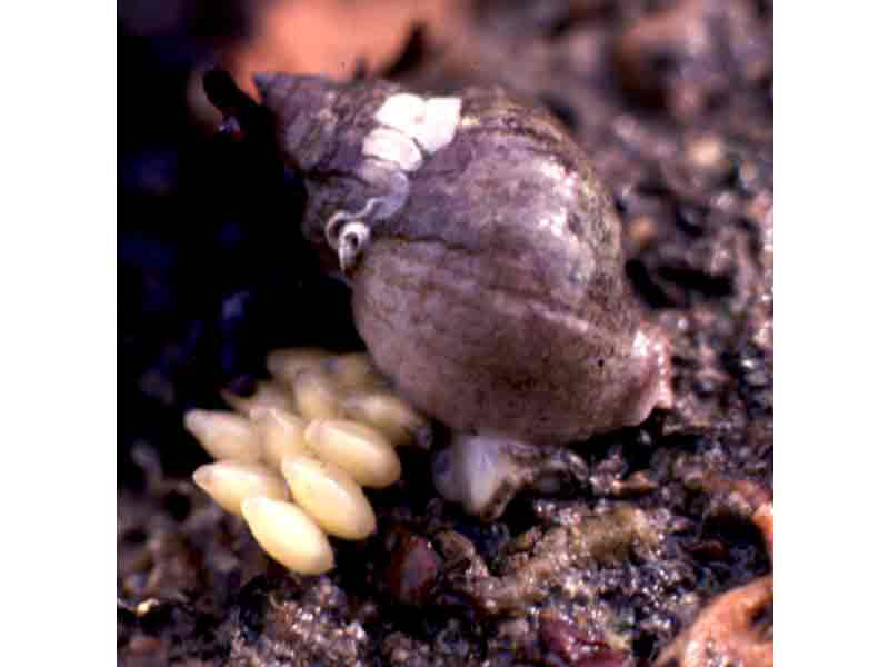 Image: Nucella lapillus with egg capsules.