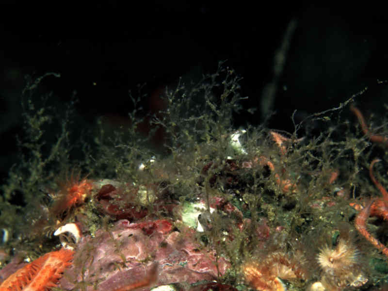 Obelia dichotoma on side of rock.