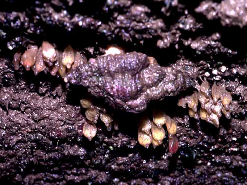 Ocenebra erinacea with egg capsules.