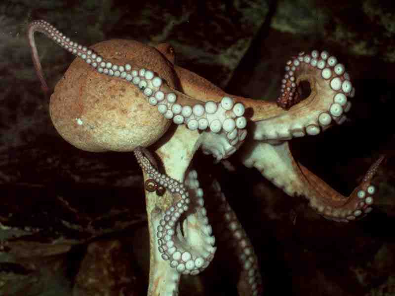 Modal: <i>Octopus vulgaris</i>.