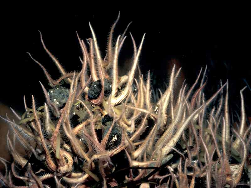 Image: Bed of the brittlestar Ophiopholis aculeata.