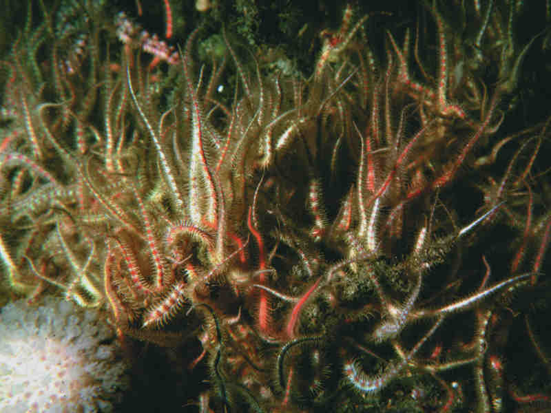 Ophiothrix fragilis brittlestar bed.
