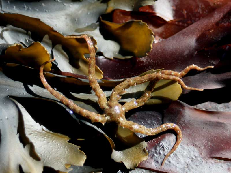 [ophfra3]: <i>Ophiothrix fragilis</i> on kelp.