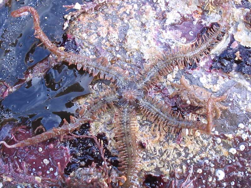 Image: Ophiothrix fragilis exposed on a rocky shore.