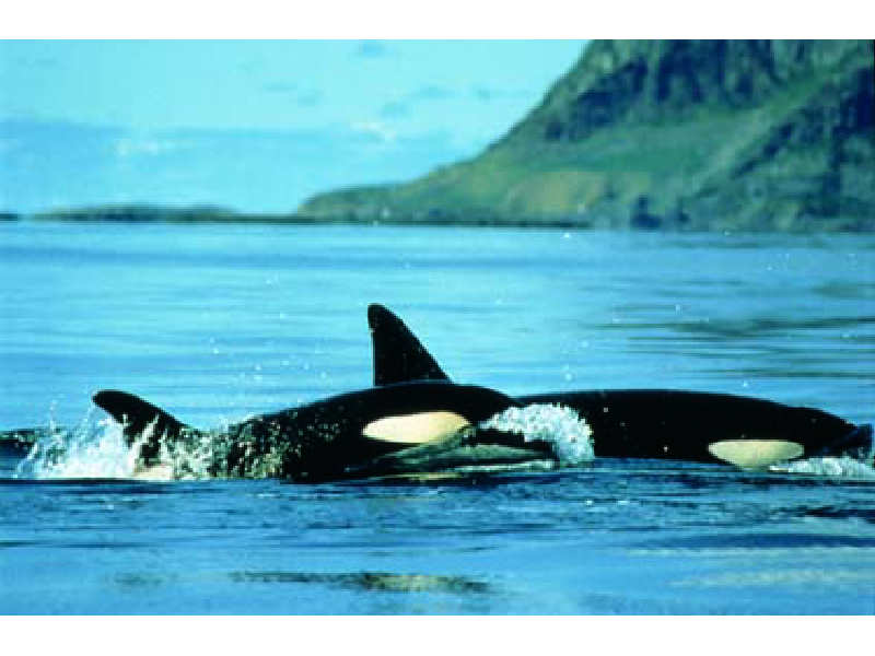 Image: School of orca.