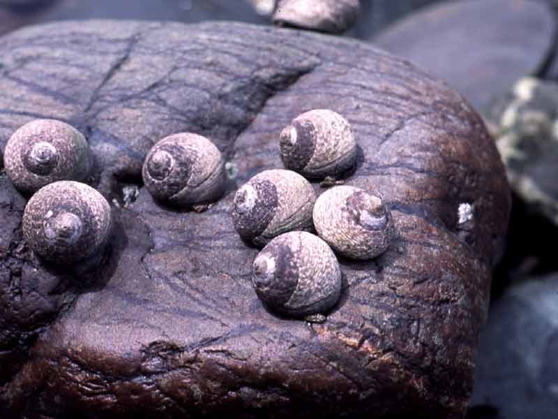 Modal: Group of <i>Phorcus lineatus</i> on emmersed mid shore rock.