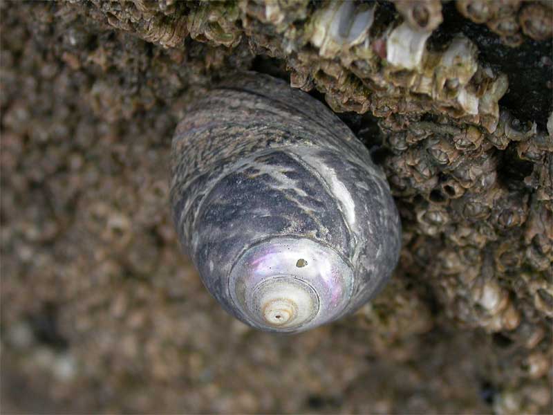 Modal: <i>Phorcus lineatus</i> on a barnacle covered rock.