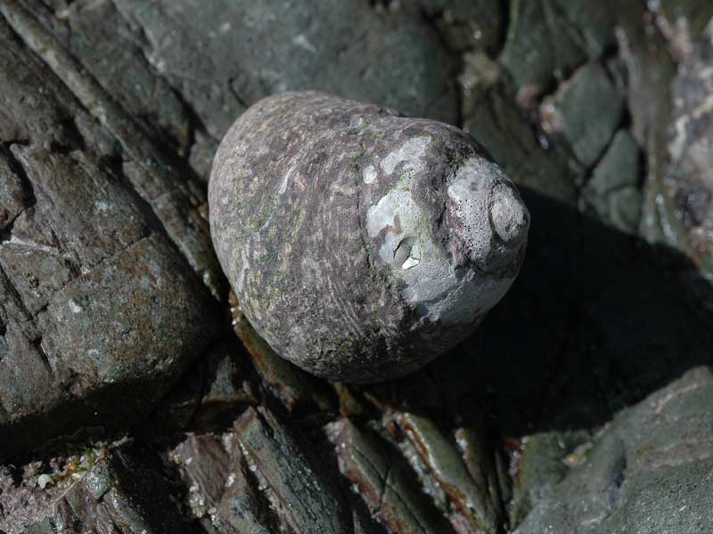 Modal: <i>Phorcus lineatus</i> on a rock.