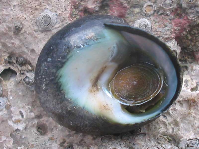 Modal: <i>Phorcus lineatus</i> on a barnacle covered rock.