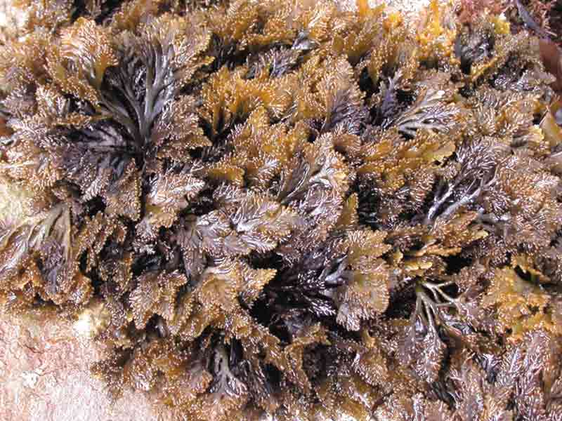 Modal: The seaweed <i>Osmundea pinnatifida</i>.