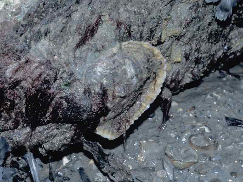 Modal: Native oyster <i>Ostrea edulis</i> exposed by the tide at Oreston Spit, Plym Estuary.
