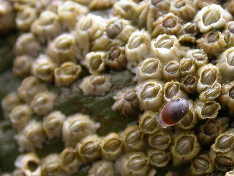Modal: <i>Otina ovata</i> on a rock covered by the barnacle <i>Semibalanus balanoides</i>.