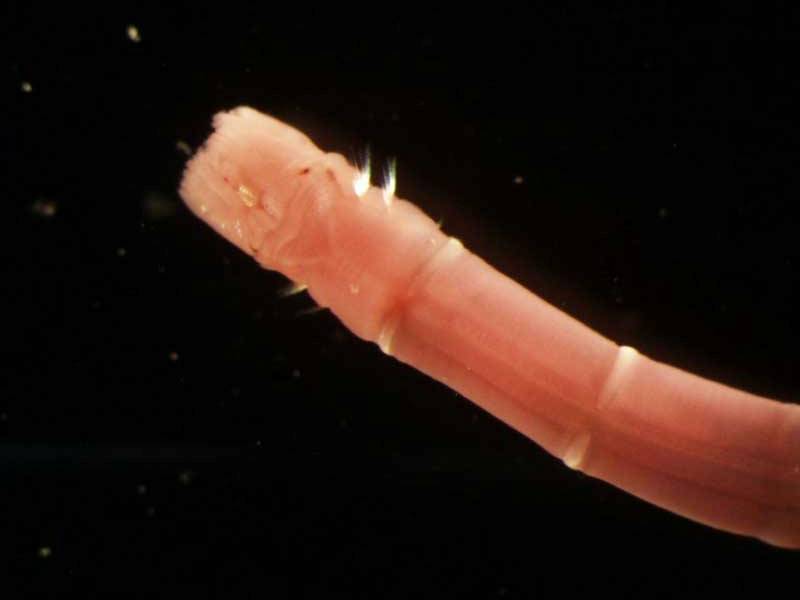 Image: Close up of Owenia fusiformis.