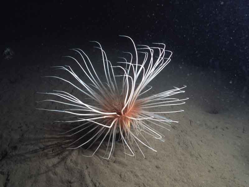 Modal: The fireworks anemone <i>Pachycerianthus multiplicatus</i> with tentacles outstretched.