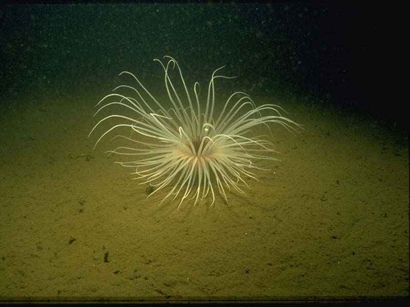 Modal: A fireworks anemone <i>Pachycerianthus multiplicatus</i> from Loch Duich Head with tentacles outstretched.