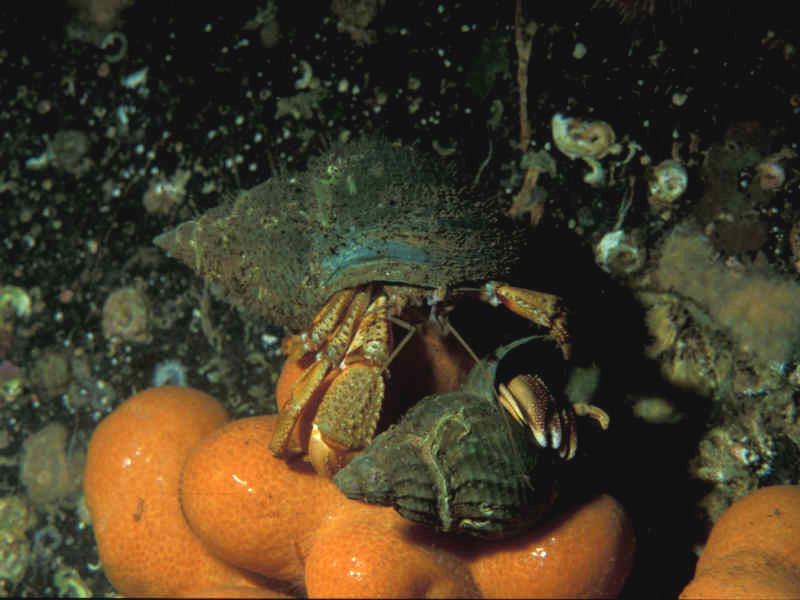 Marlin The Marine Life Information Network Bernhards Hermit Crab 