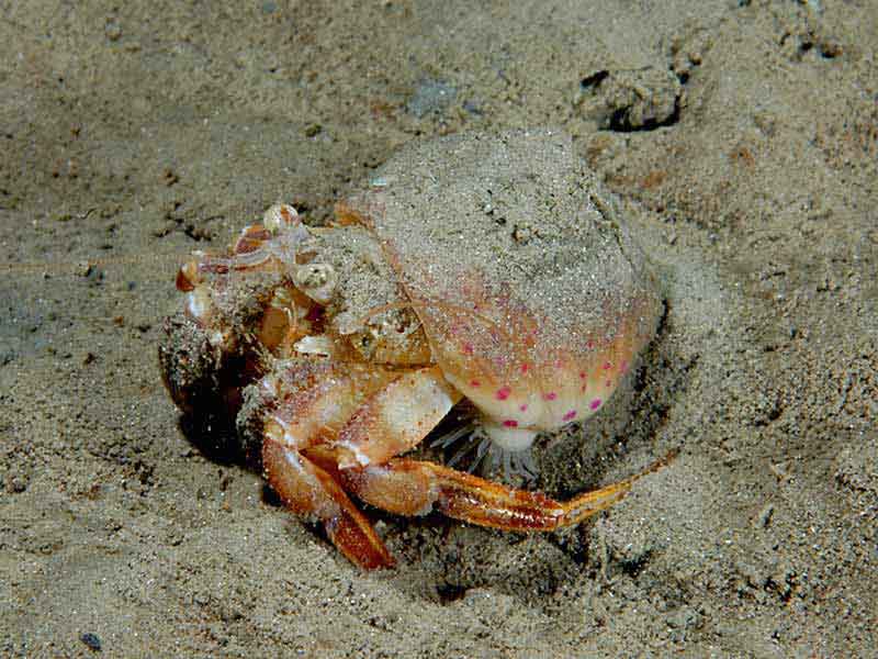 Image: The hermit crab Pagurus prideaux.