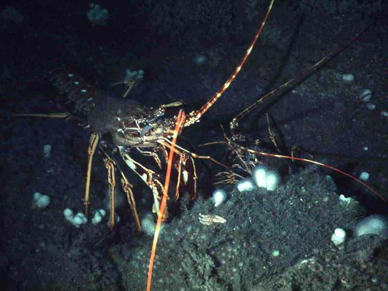 Image: Two spiny lobsters.