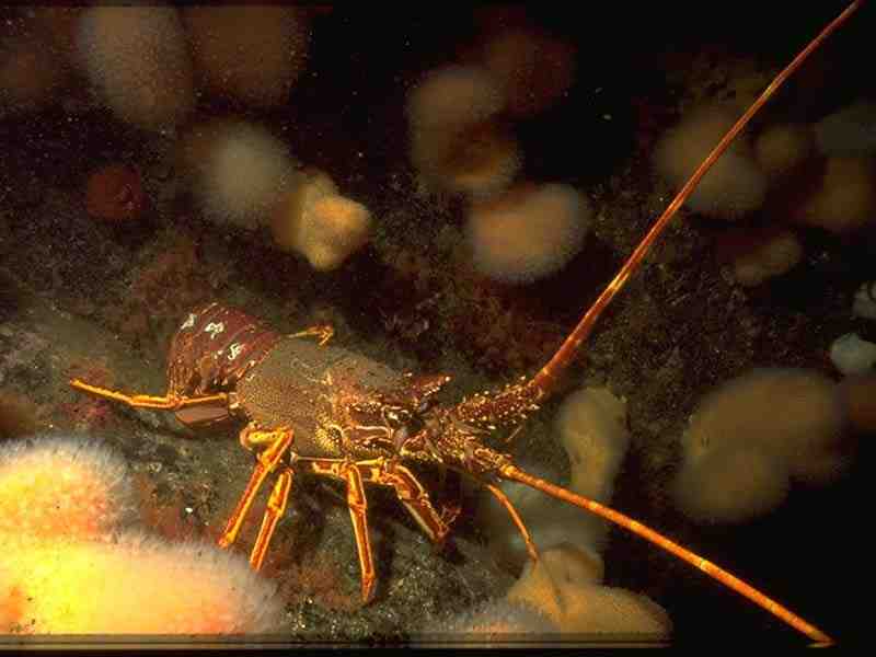 [palele4]: Spiny lobster.