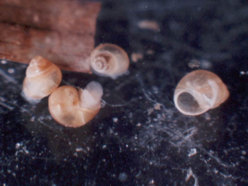 Image: Three live shells and one empty one of Paludinella globularis.