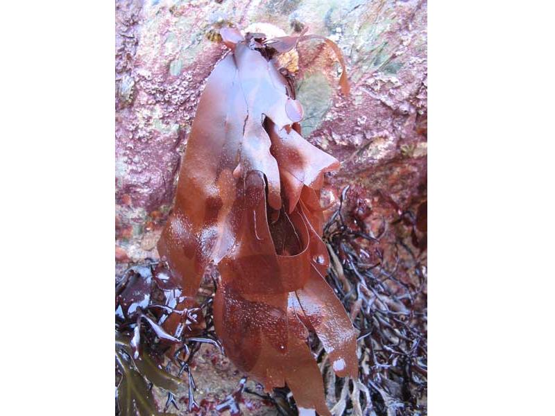Image: Palmaria palmata hanging from an intertidal rock.