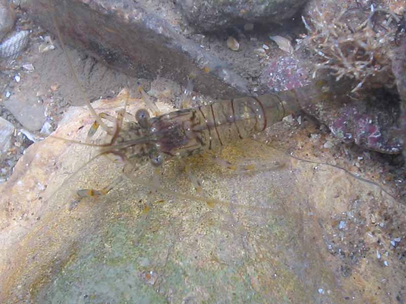 Large Palaemon serratus in shallow water.