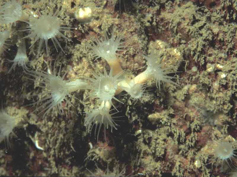 Modal: White creeping anemone <i>Parazoanthus anguicomus</i> on rock.