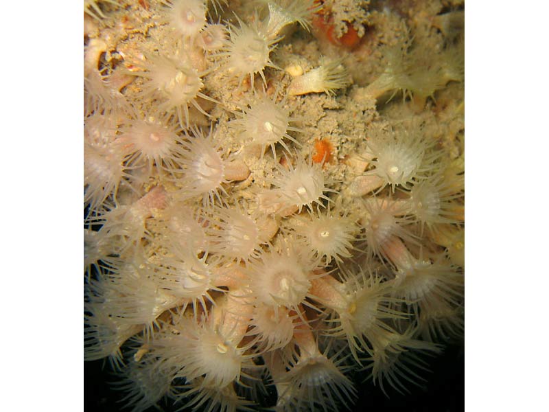 Close up of Parazoanthus anguicomus on the Manacles, southwest Cornwall.