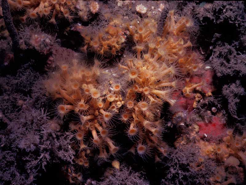 Image: Parazoanthus axinellae on rock face at Lundy Island.