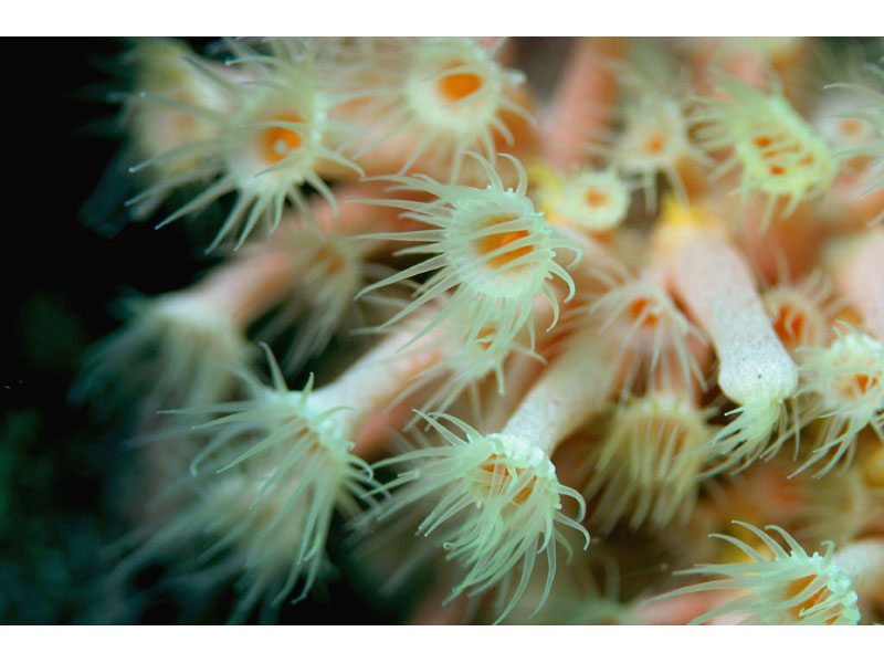 [paraxi3]: Close up of <i>Parazoanthus axinellae</i> polyps in the Channel Isles.