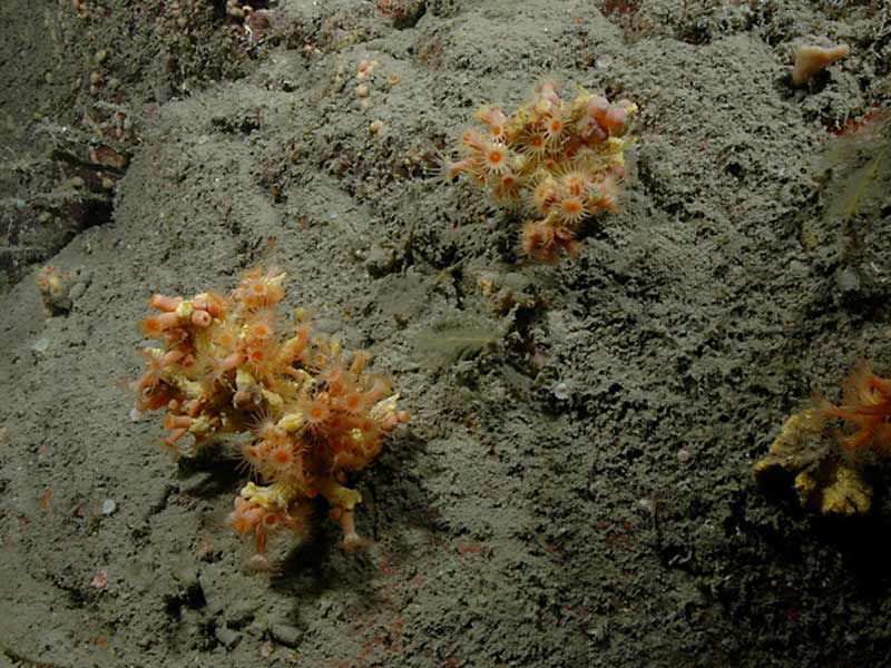 Modal: <i>Parazoanthus axinellae</i> on Coopers Cliff off shore Plymouth Sound.