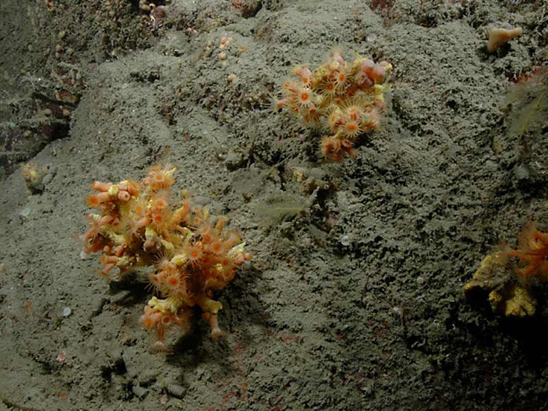 Parazoanthus axinellae on Coopers Cliff off shore Plymouth Sound.