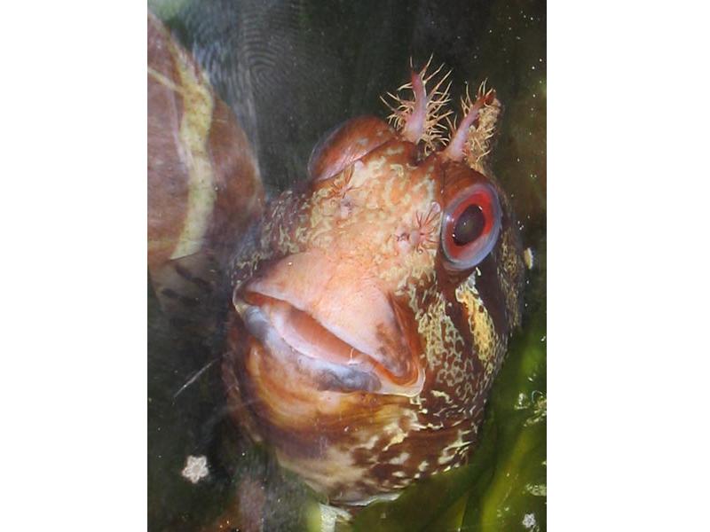 Image: Head view of Parablennius gattorugine - close up.
