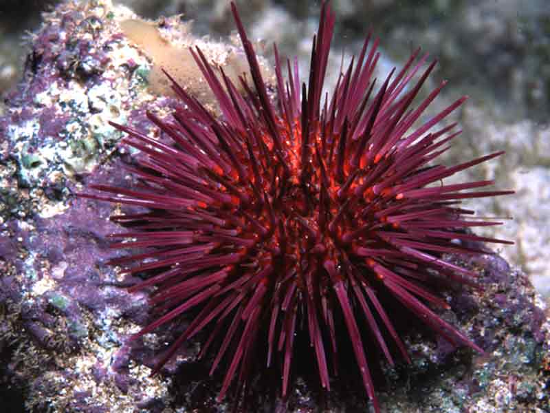 Purple sea urchin.