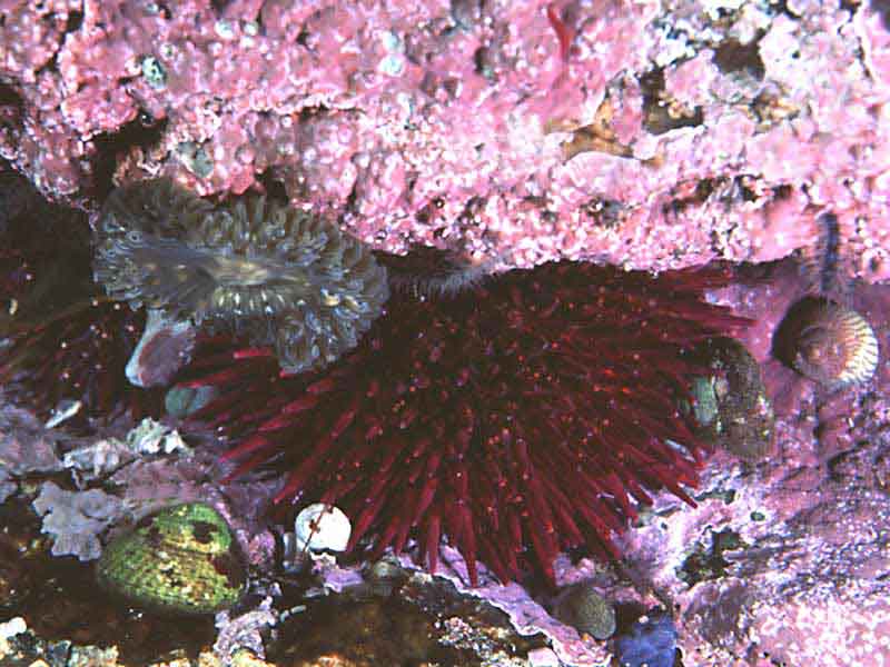 Modal: Purple sea urchin and daisy anemone (<i>Cereus peduncatus</i>) in rock pool.