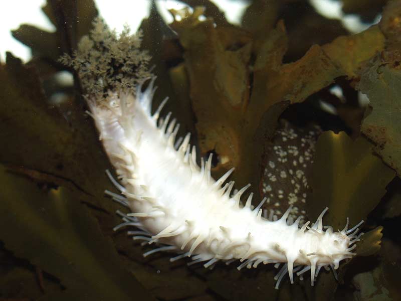 Modal: <i>Pawsonia saxicola</i> photographed against a seaweed background.