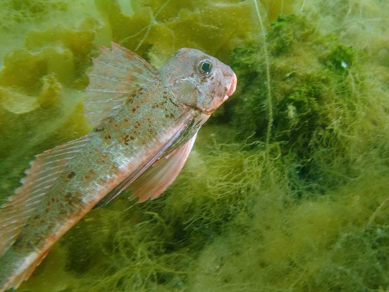 A swimming streaked gurnard