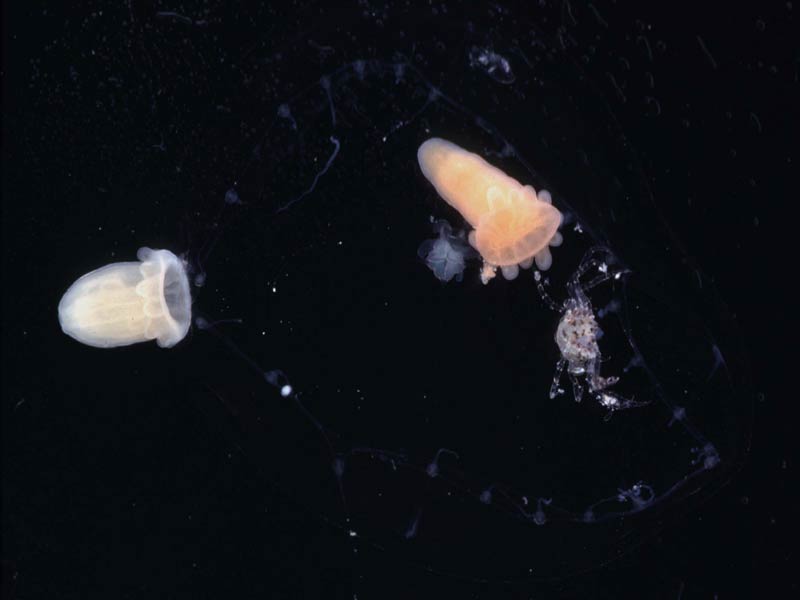 Modal: <i>Peachia cylindrica</i> larvae.