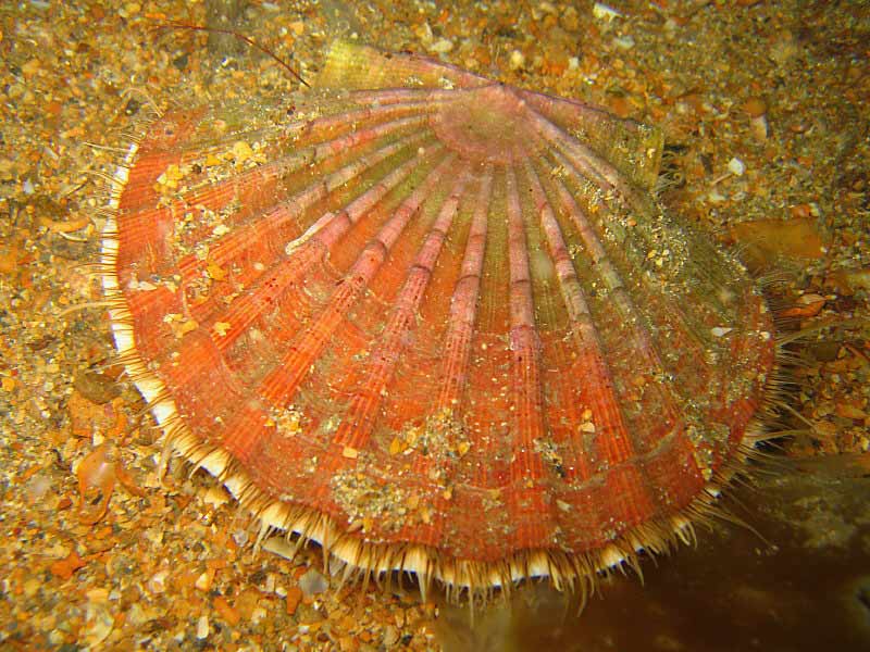 Modal: Great scallop (<i> Pecten maximus</i>) on a gravel bank at the Manacles, southwest Cornwall.