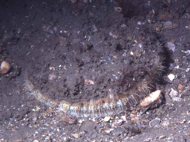 Image: The great scallop in sediment.